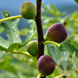 Ficus car. 'Mad. des deux Saisons' 25-30 cm 5,0L