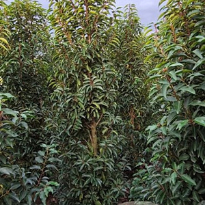 Prunus l. 'Angustifolia' 175-200 cm met kluit B kwaliteit