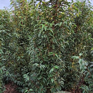 Prunus l. 'Angustifolia' 175-200 cm met kluit B kwaliteit