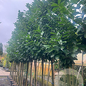 Prunus l. 'Novita' 14-16 cm cont. 70L