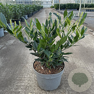 Prunus l. 'Otto Luyken' 40-50 cm 10L