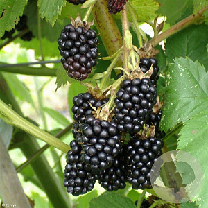 Rubus frut. 'Dirksen Thornless' 150-175 cm vierkant rond 5,5L