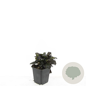 Ajuga reptans 'Atropurpurea' GM P9