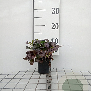 Ajuga reptans 'Atropurpurea' GM P9