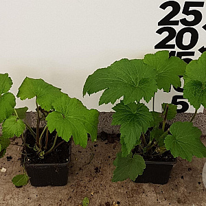 Anemone hyb. 'Honorine Jobert' plantgoed P9