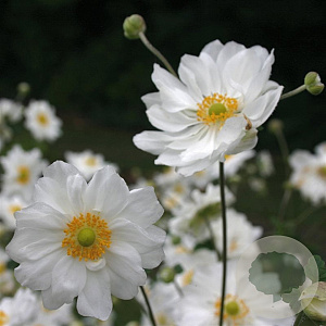 Anemone hyb. 'Whirlwind' GM P9