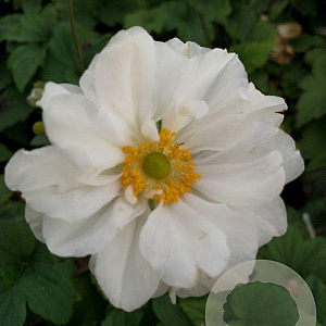 Anemone hyb. 'Whirlwind' GM P9