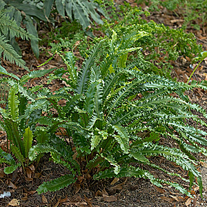 Asplenium scol. 'Angustatum' GM P9