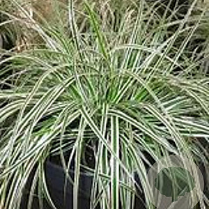Carex oshim. 'Fiwhite' GM P9