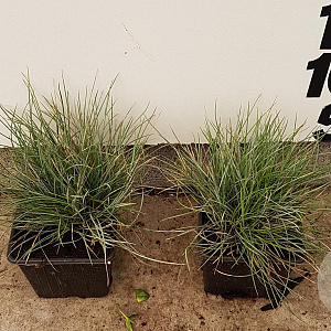 Festuca glauca 'Elijah Blue' plantgoed P9