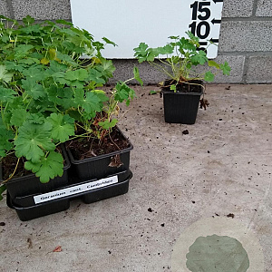 Geranium cant. 'Cambridge' plantgoed P9