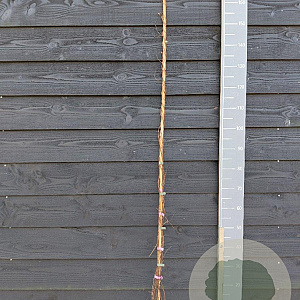 Humulus l. 'Nordbrau' 150-175 cm vierkant rond 5,5L