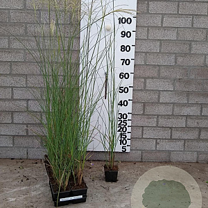 Miscanthus sin. 'Gracillimus' plantgoed P9