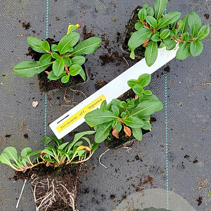 Persicaria aff. 'Superba' plantgoed P9