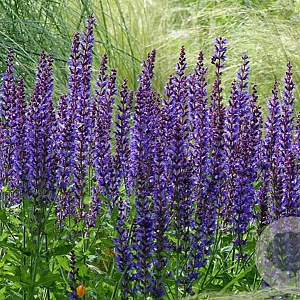 Salvia nem. 'Mainacht' plantgoed P9