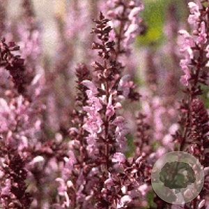 Salvia nem. 'Rose Queen' GM P9