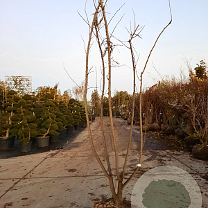 Albizia julibrissin 200-250 cm draadkluit meerstammig