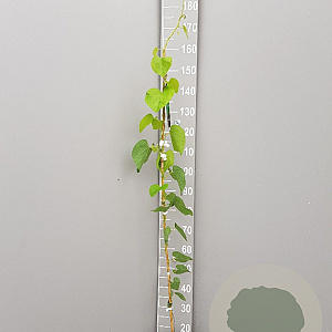 Aristolochia macrophylla 125-150 cm 3,0L