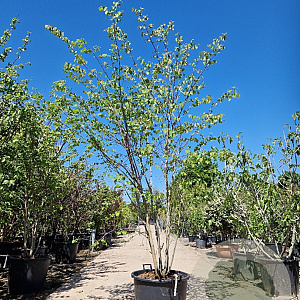 Cercis canadensis 250-300 cm container meerstammig