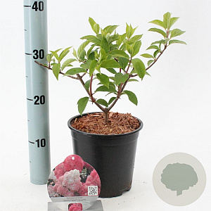 Hydrangea pan. Vanille-Fraise 25-30 cm 2,0L