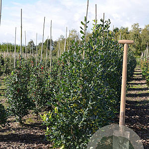Ilex 'Nellie R. Stevens' 100-125 cm met kluit