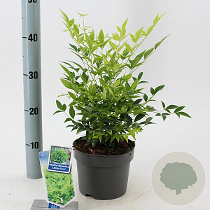 Nandina d. Magical Lemon & Lime 20-25 cm 2,0L