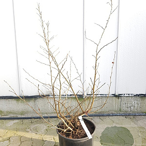 Parrotia persica 175-200 cm container meerstammig