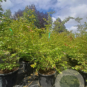Parrotia persica 175-200 cm container meerstammig