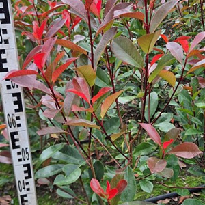 Photinia fraseri 'Red Robin' 60-80 cm met kluit
