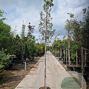 Quercus ilex 6-8 HO 35L