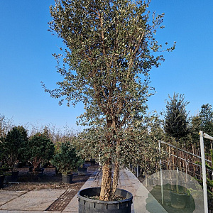 Quercus suber 450-500 cm container meerstammig