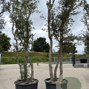 Quercus suber 450-500 cm container meerstammig