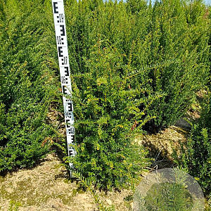 Taxus baccata 60-80 cm met kluit