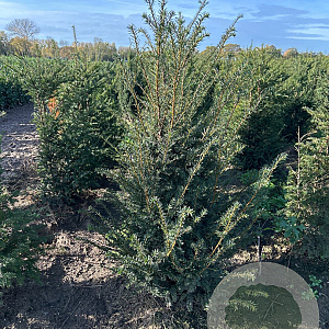 Taxus baccata 125-150 cm met kluit