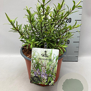 Hebe 'Warleyensis' GM 2,0L
