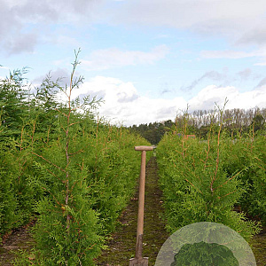 Thuja occ. 'Brabant' 100-125 cm met kluit