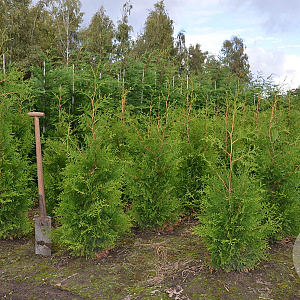 Thuja occ. 'Brabant' 125-150 cm met kluit