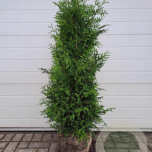 Thuja occ. 'Brabant' 125-150 cm met kluit