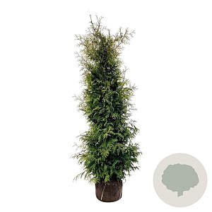 Thuja occ. 'Brabant' 200-225 cm met kluit