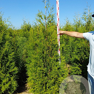 Thuja occ. 'Brabant' 200-225 cm met kluit