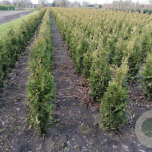 Thuja occ. 'Brabant' 200-225 cm met kluit