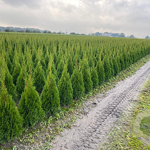 Thuja occ. 'Smaragd' 80-100 cm met kluit