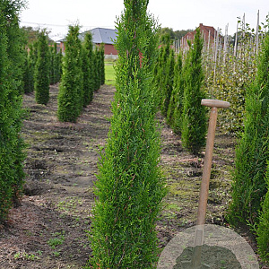 Thuja pl. 'Atrovirens' 150-175 cm met kluit