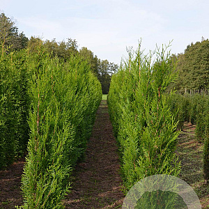 Thuja pl. 'Atrovirens' 150-175 cm met kluit
