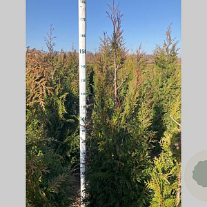Thuja pl. 'Martin' 125-150 cm met kluit