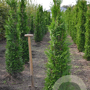 Thuja pl. 'Martin' 125-150 cm met kluit