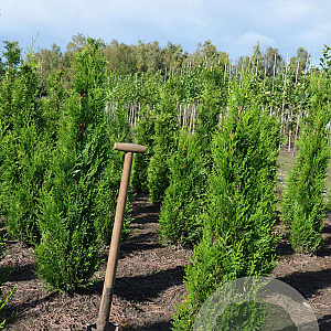Thuja pl. 'Martin' 125-150 cm met kluit
