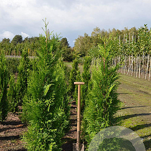 Thuja pl. 'Martin' 125-150 cm met kluit