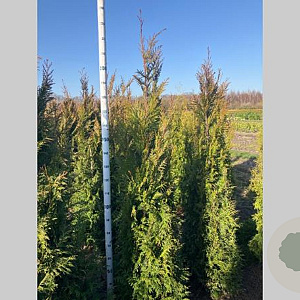 Thuja pl. 'Martin' 200-225 cm met kluit