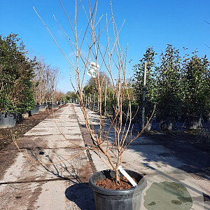 Cornus k. 'China Girl' 175-200 cm container meerstammig
